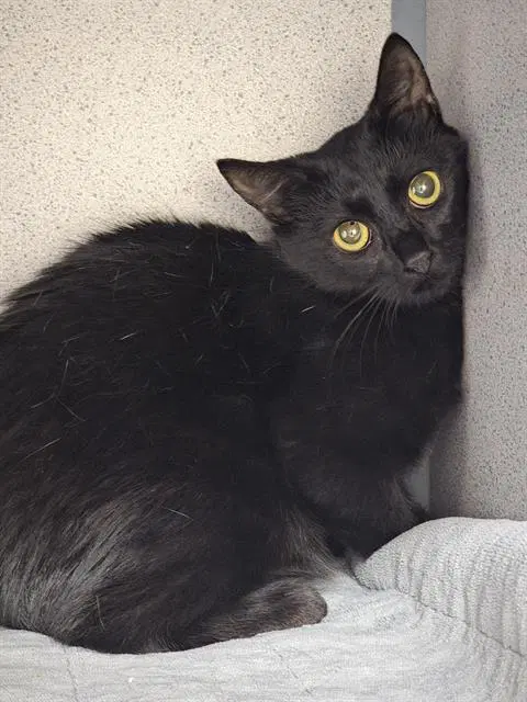 Sapphire - Domestic Short Hair