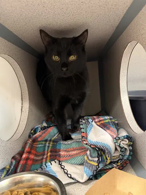 Sapphire - Domestic Short Hair