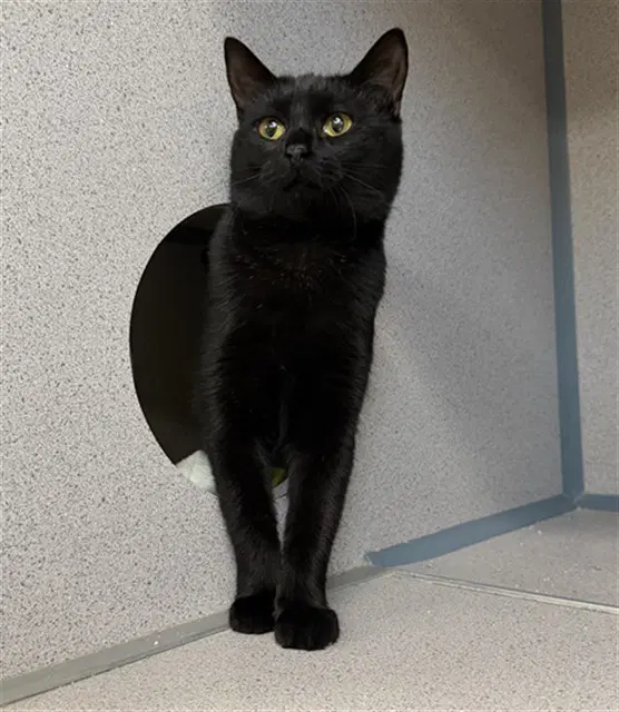 Sapphire - Domestic Short Hair