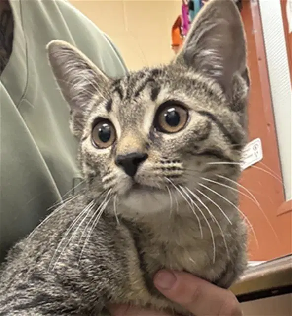 Fooly Cooly - Domestic Short Hair