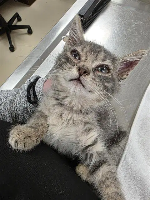 Parsnip - Domestic Short Hair