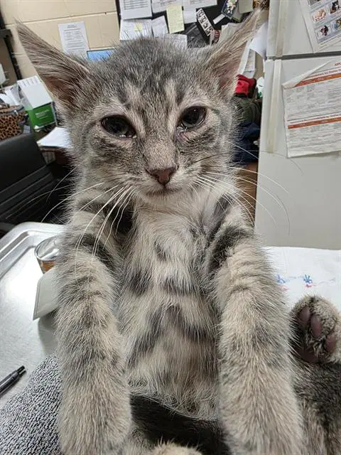 Radish - Domestic Short Hair