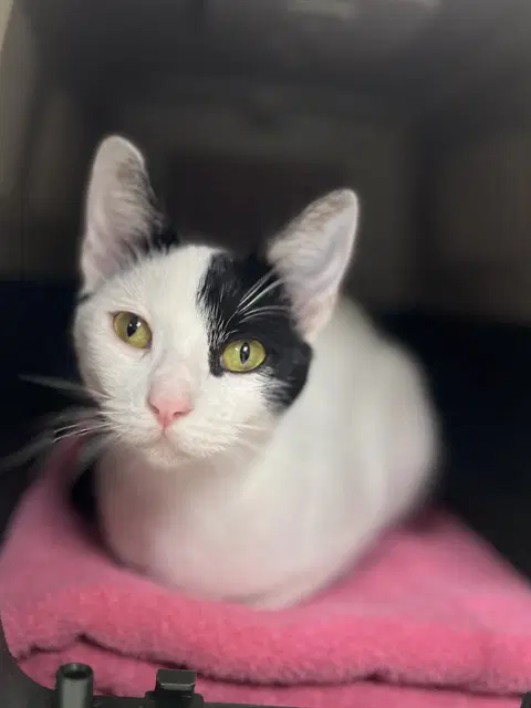 Bo Peep - Domestic Short Hair