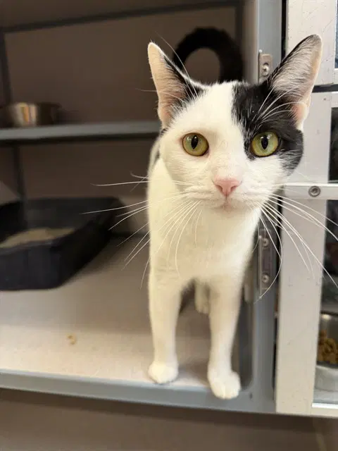 Bo Peep - Domestic Short Hair