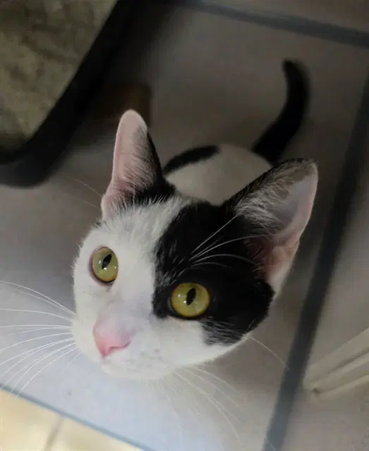 Bo Peep - Domestic Short Hair