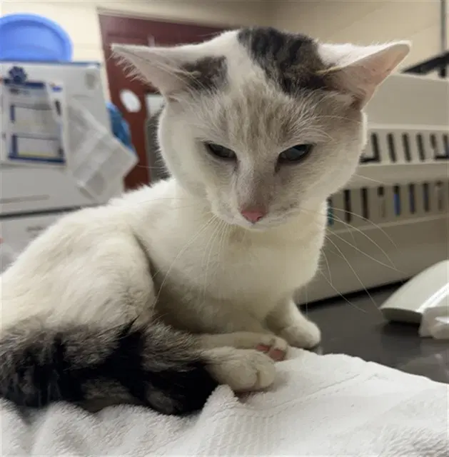 Dreamcatcher - Domestic Short Hair