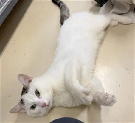 Dreamcatcher - Domestic Short Hair