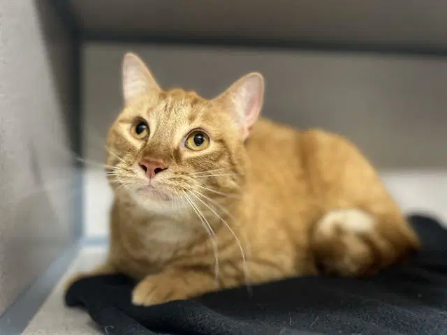 Arlo - Domestic Short Hair
