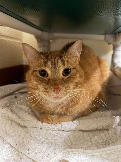 ARLO, a cat for adoption from Beaver County Humane Society
