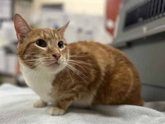 Milo - Domestic Short Hair