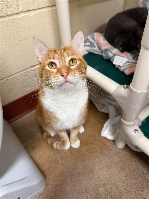 MILO, a cat for adoption from Beaver County Humane Society