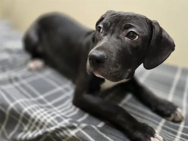 Letty - Pit Bull Terrier