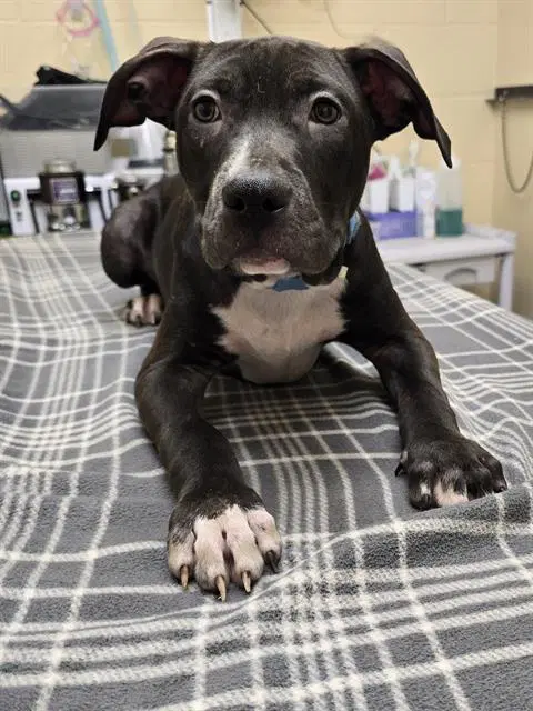 Anakin - Pit Bull Terrier
