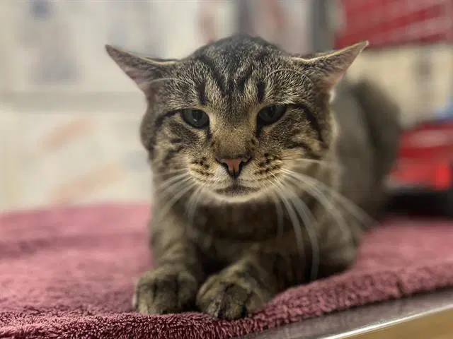 Slinky - Domestic Short Hair