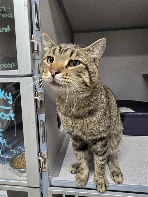 Slinky - Domestic Short Hair