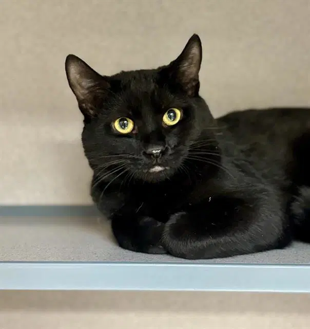 Theodore - Domestic Short Hair
