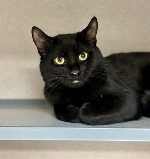 THEODORE, a cat for adoption from Beaver County Humane Society