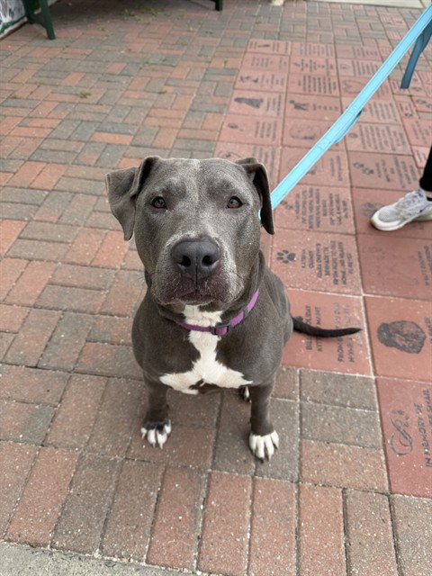picture of the dog needing adoption