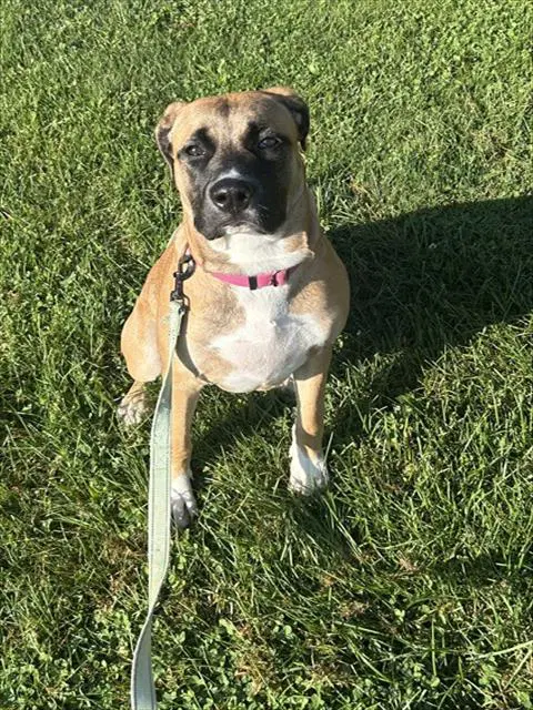 Coco - Mastiff