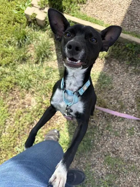 Dandy - Chihuahua