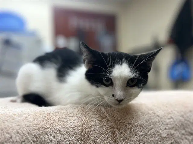 Jinx - Domestic Short Hair