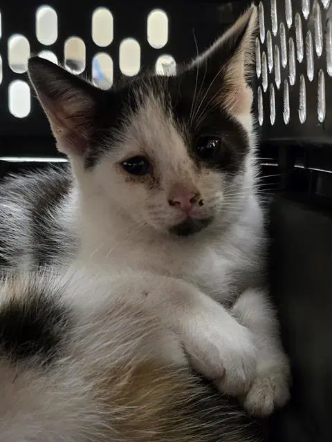 Roadhouse - Domestic Short Hair
