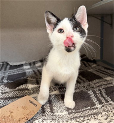 picture of the cat needing adoption