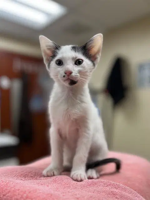 Oreo - Domestic Short Hair