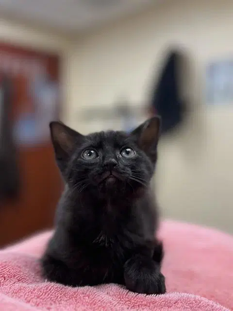 Hershy - Domestic Short Hair