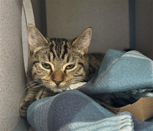CARROT, a cat for adoption from Beaver County Humane Society