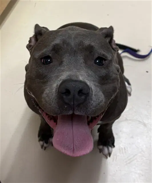 Prada - Staffordshire Bull Terrier