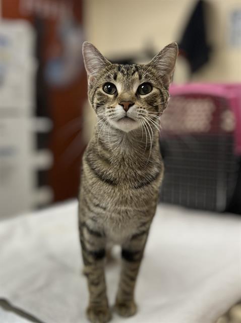 Cleopatra