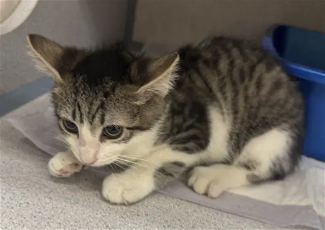 Yin - Domestic Short Hair