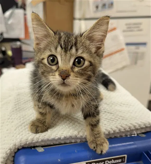 Flowers - Domestic Short Hair