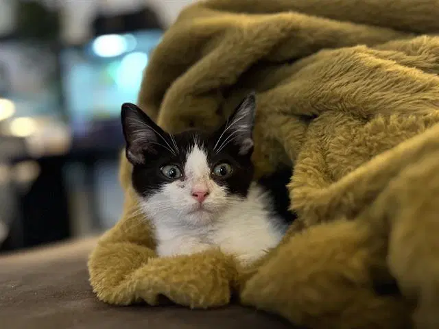 Skippy - Domestic Short Hair