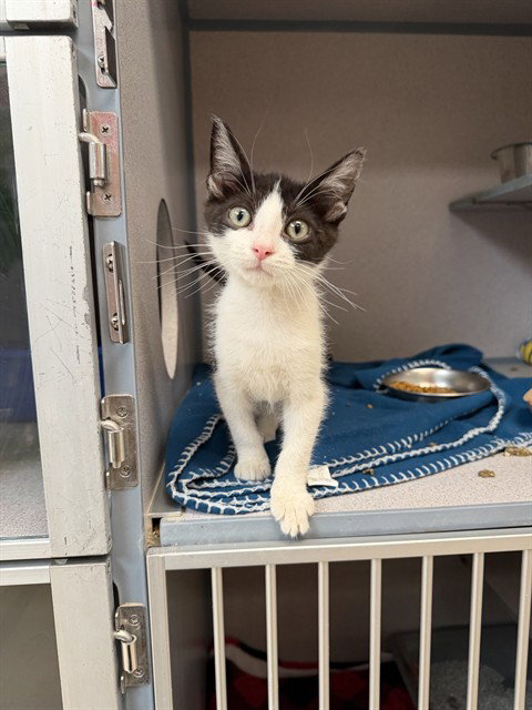 picture of the cat needing adoption