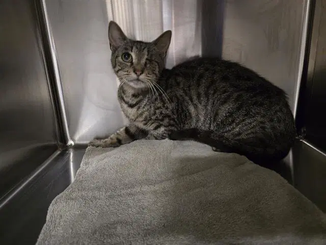 Paprika - Domestic Short Hair