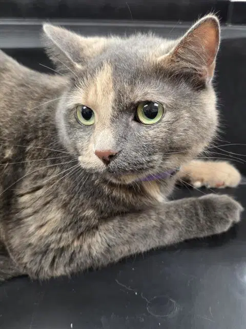 Barbie - Domestic Short Hair
