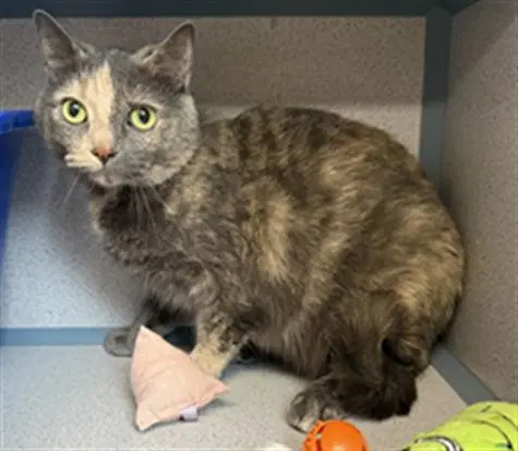 Barbie - Domestic Short Hair