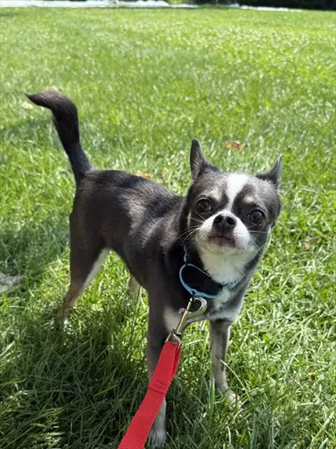 Roger - Chihuahua