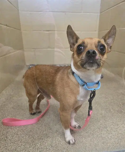 Rabbit - Chihuahua