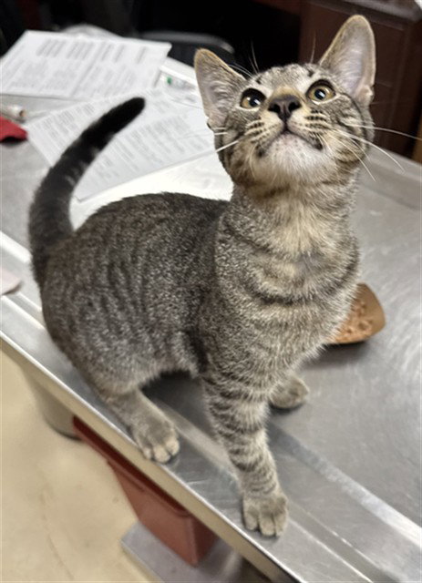 TOPAZ, cat — photo 1 of 1