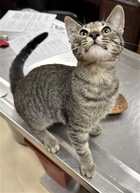 Topaz - Domestic Short Hair