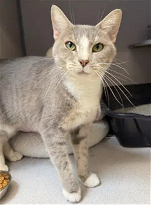 Maria - Domestic Short Hair
