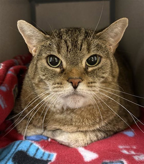 picture of the cat needing adoption