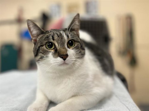picture of the cat needing adoption