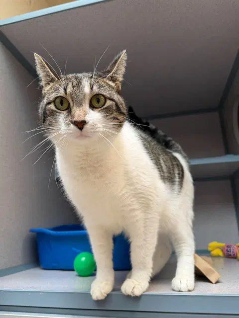 Kiki - Domestic Short Hair