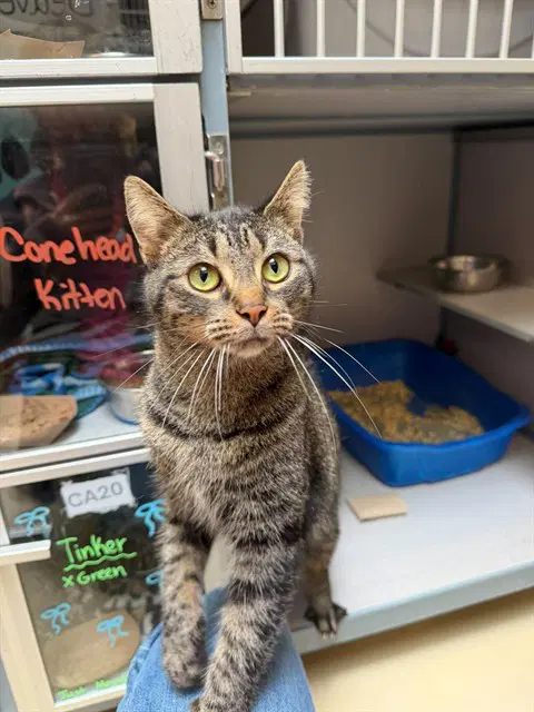 Tinker - Domestic Short Hair