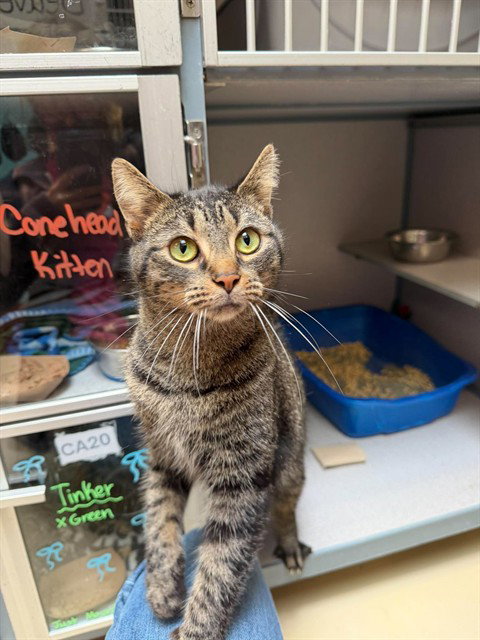 TINKER, a cat for adoption from Beaver County Humane Society