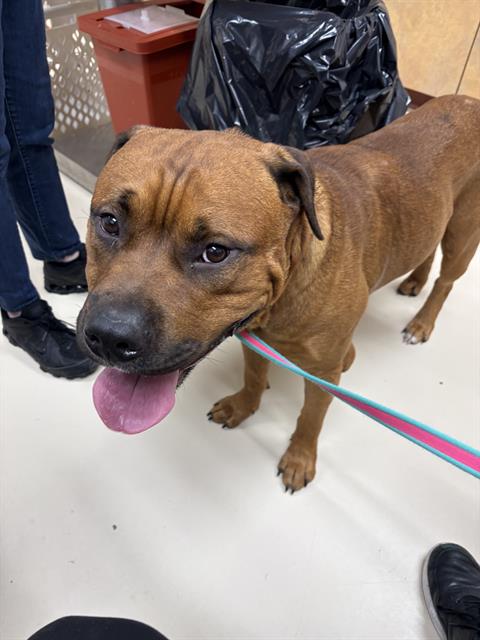 picture of the dog needing adoption